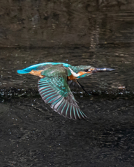 カワセミ