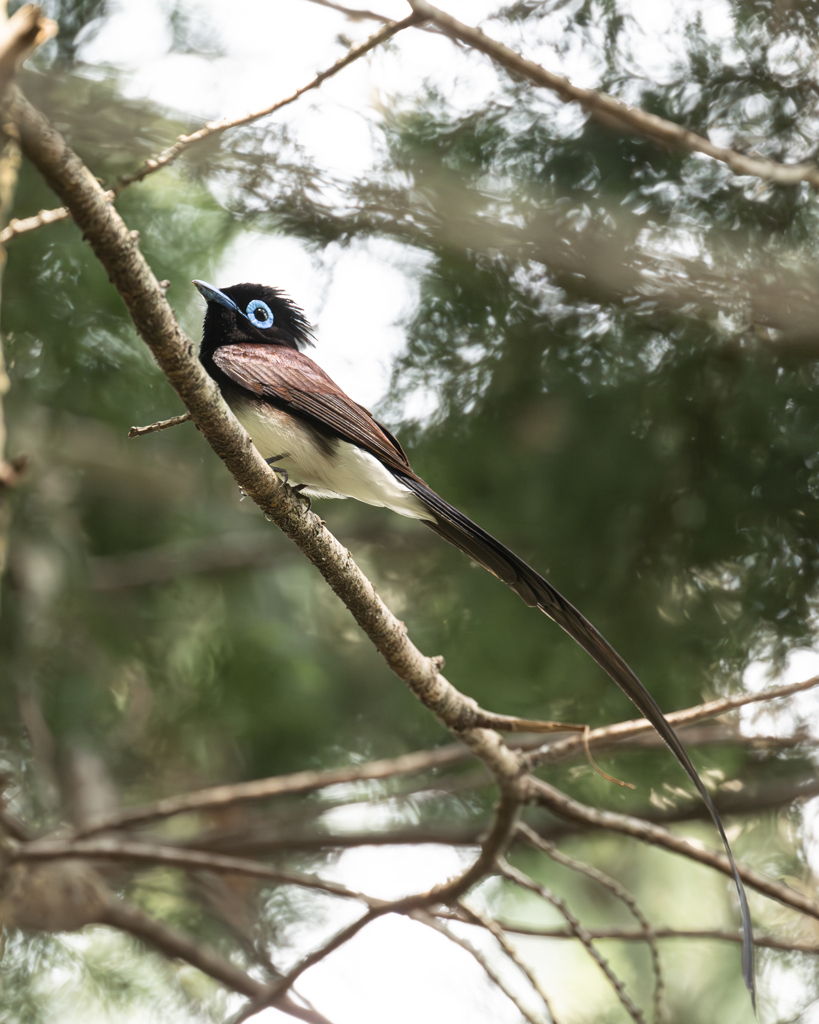 サンコウチョウ