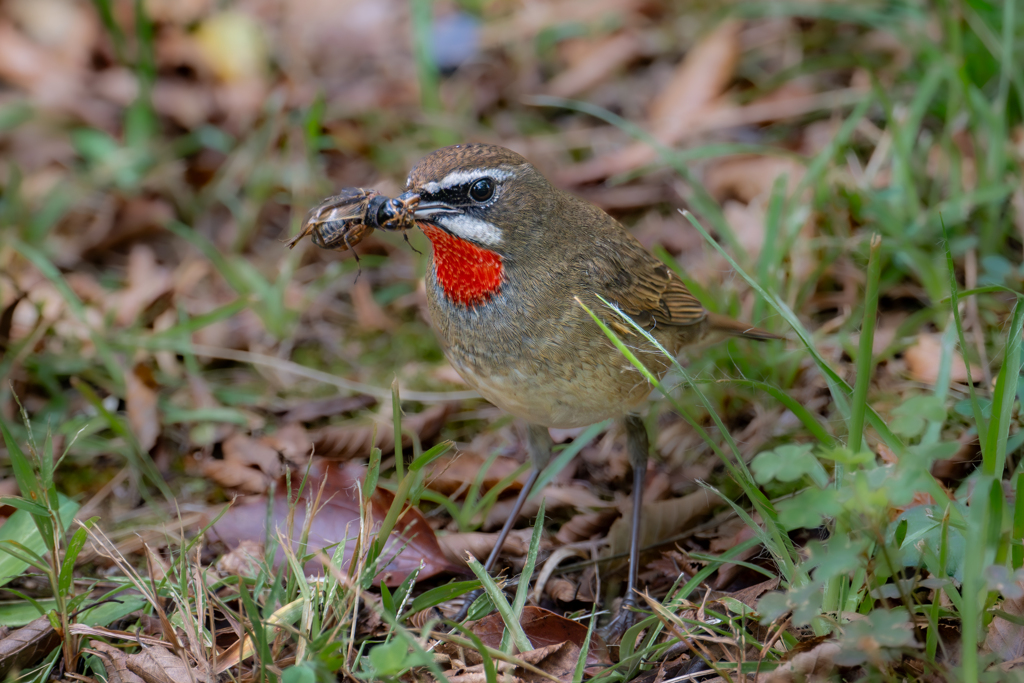 閻魔コオロギとノゴマ