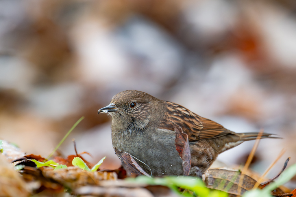カヤクグリ