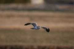 ハイイロチュウヒ