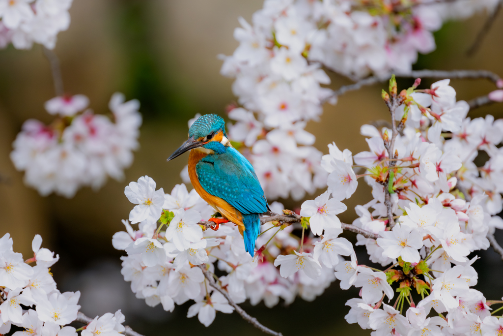 桜とカワセミ