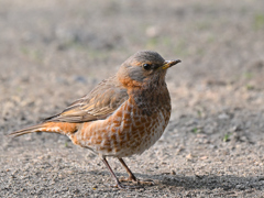 ハチジョウツグミ