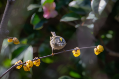 キクイタダキと蠟梅