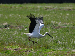 コウノトリ
