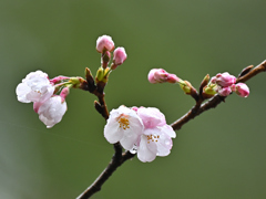 桜の開花