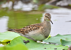 アメリカウズラシギ