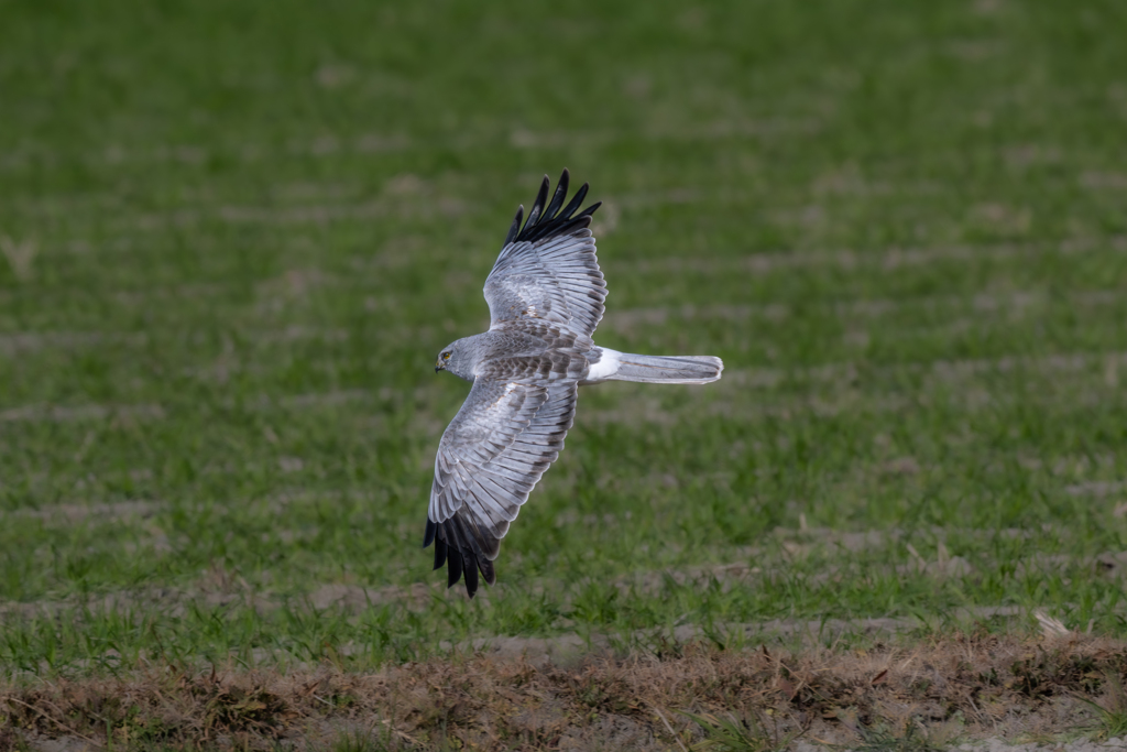 ハイイロチュウヒ