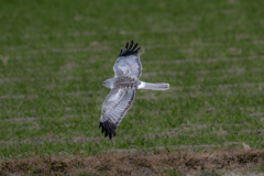 ハイイロチュウヒ