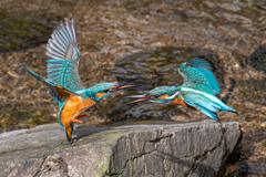 カワセミ