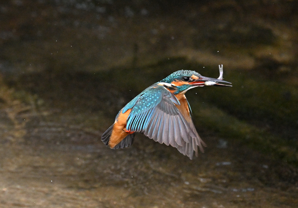 カワセミ