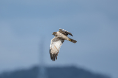 大陸型チュウヒ