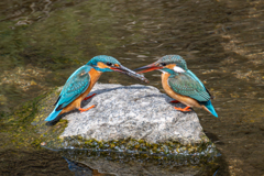 カワセミ