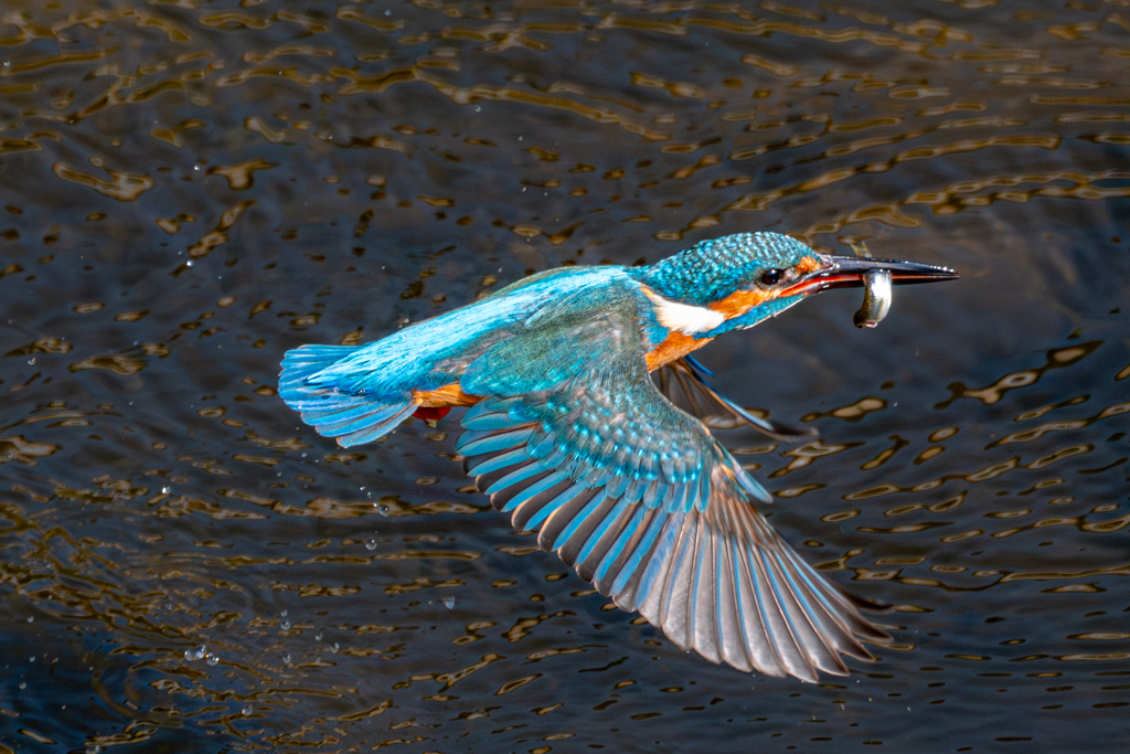 カワセミ