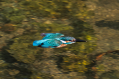カワセミ