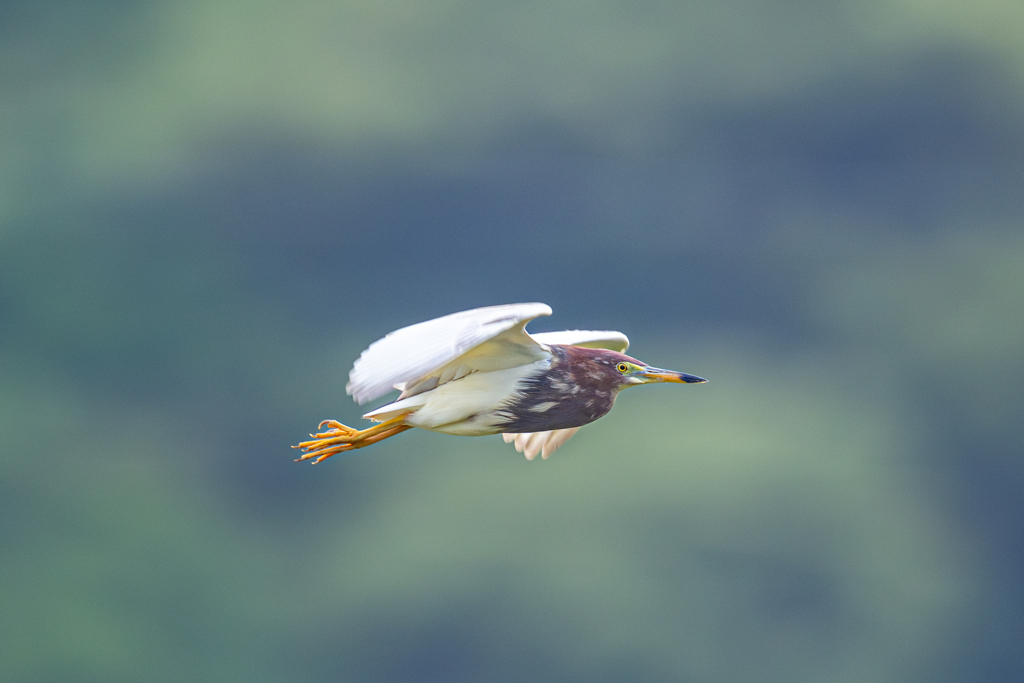 アカガシラサギ
