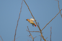 ヒレンジャク　（フライングキャッチ）