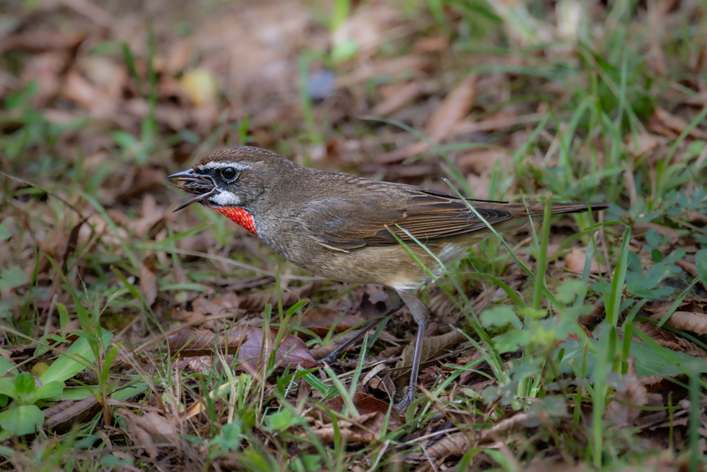 閻魔コオロギとノゴマ