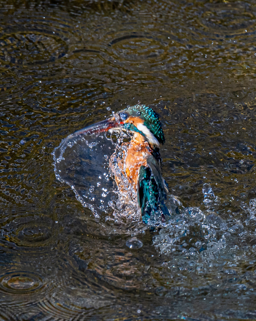 水中から浮上するカワセミ