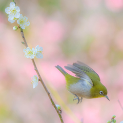 ウメジロー