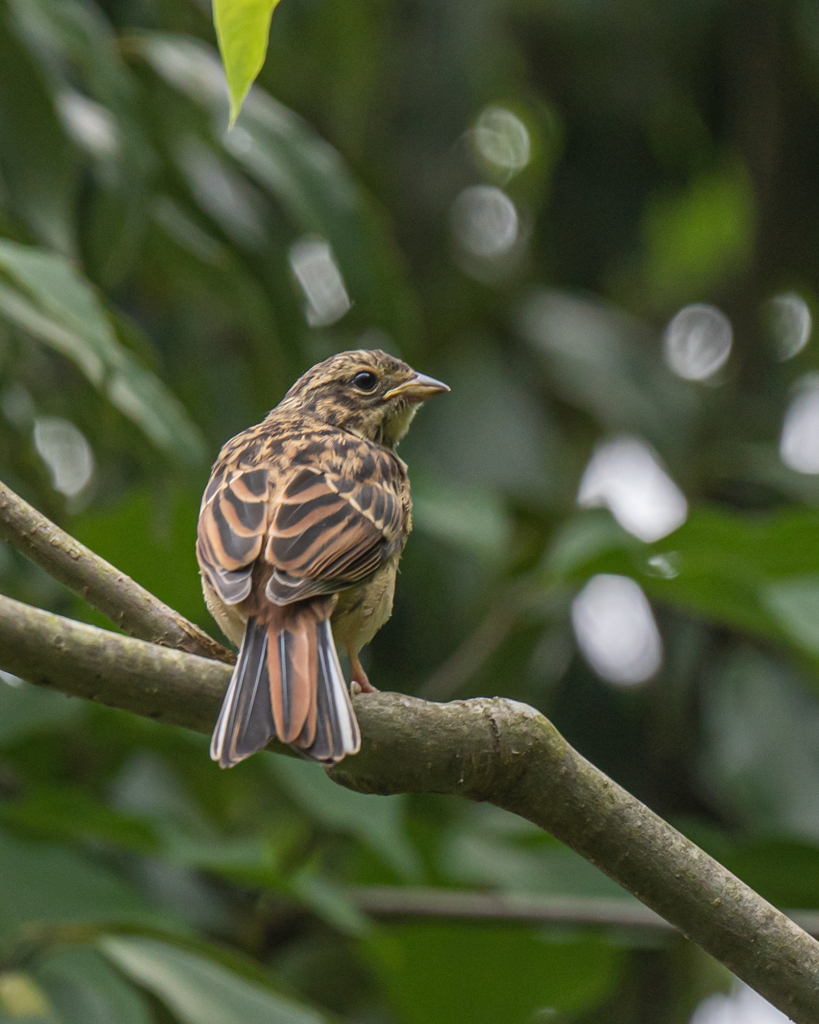 ホオジロ　幼鳥