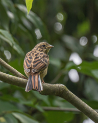 ホオジロ　幼鳥