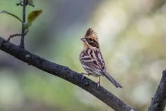 ミヤマホオジロ