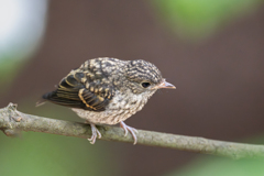 オオルリ幼鳥