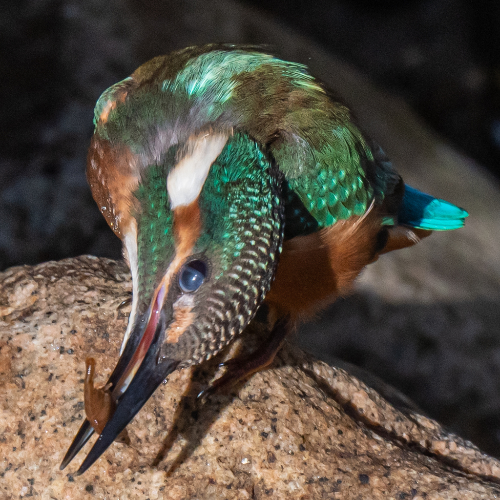 カワセミ幼鳥