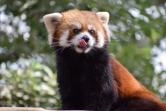 レッサーパンダ