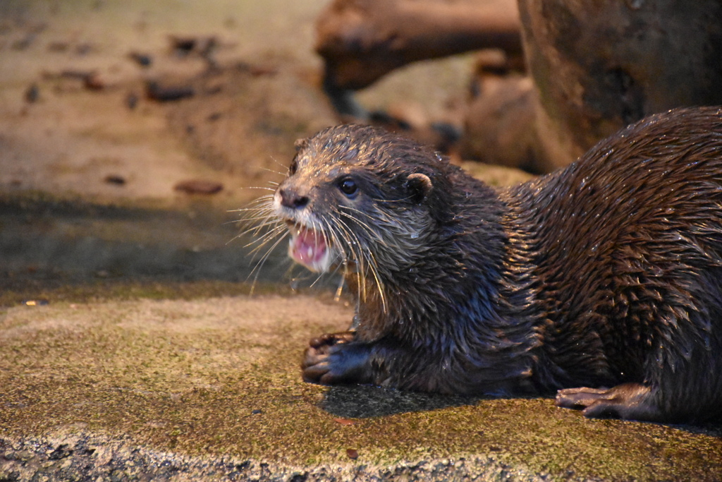 お食事中のカワウソ