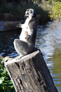 ワオキツネザル