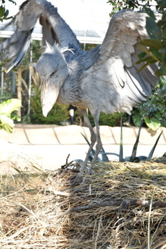 ハシビロコウ