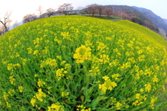 菜の花こんもり