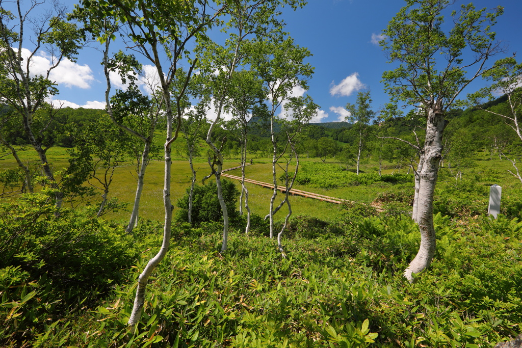 田ノ原湿原