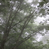 峰の原高原の霧#01