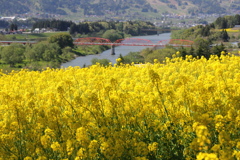 GWの菜の花公園と大関橋