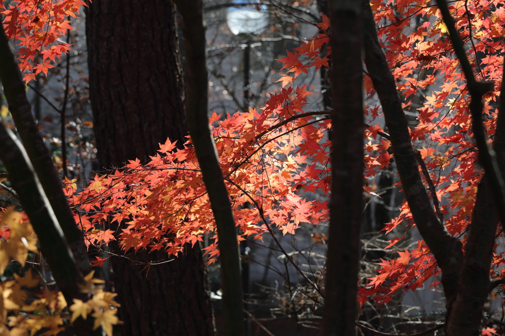 軽井沢紅葉 2018