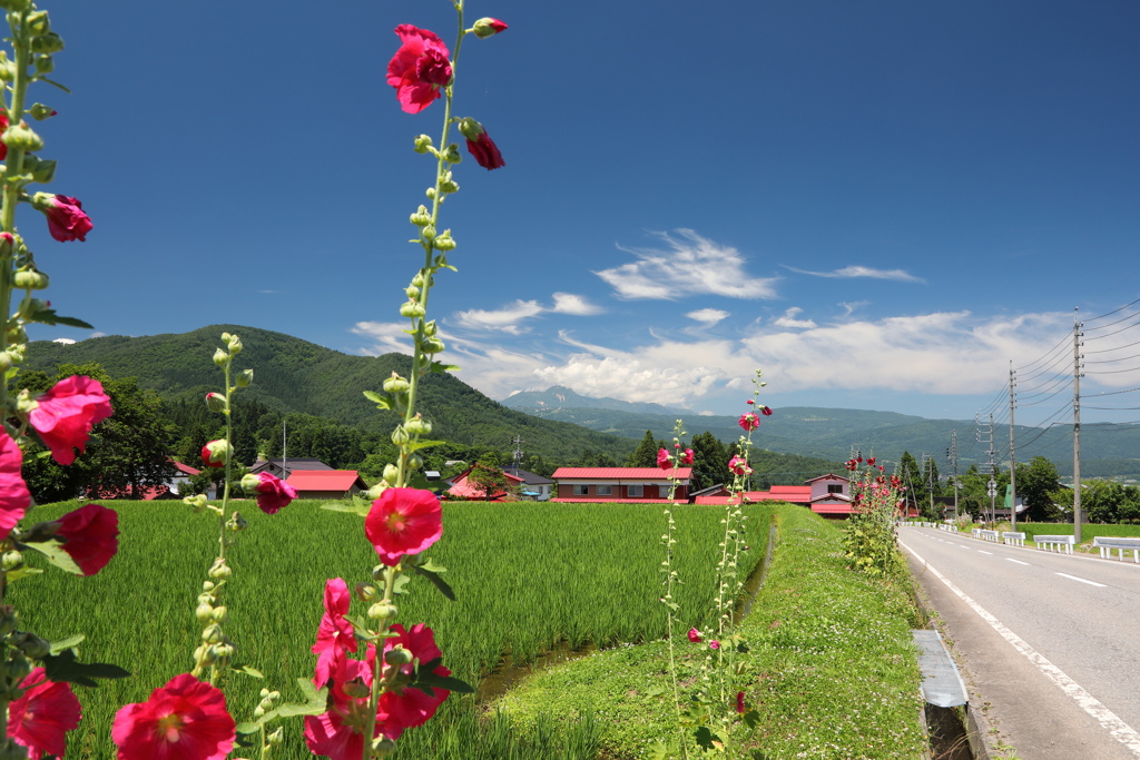 木島平村・妙高山・立葵
