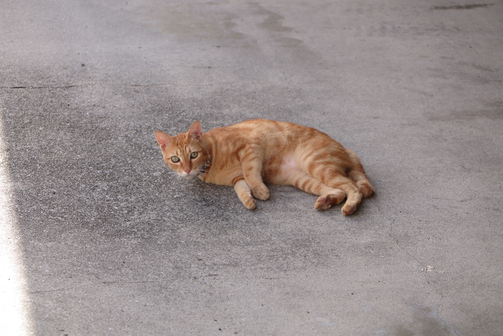 猫
