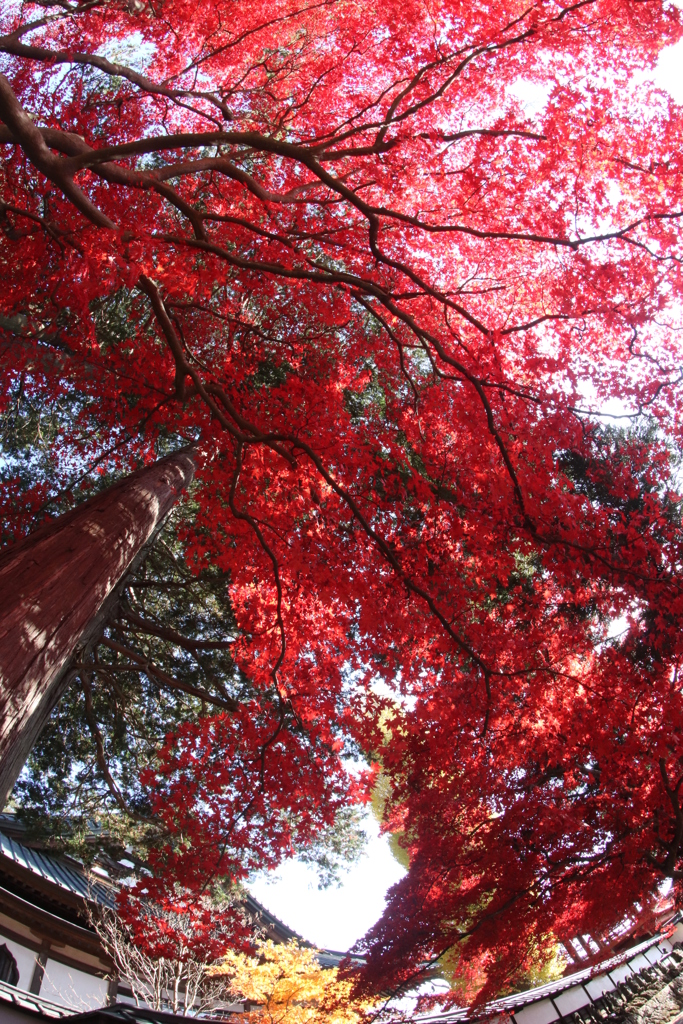 茅野市長円寺の紅葉から 4