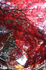 茅野市長円寺の紅葉から 4