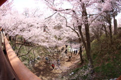 高遠城址公園にて  2018桜  (7)