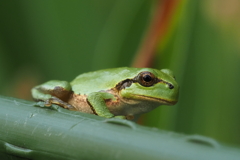 アマガエル