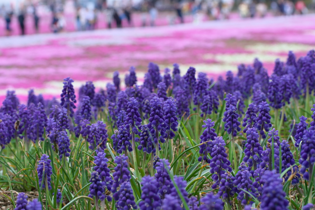 2019 富士芝桜まつりにて (10)