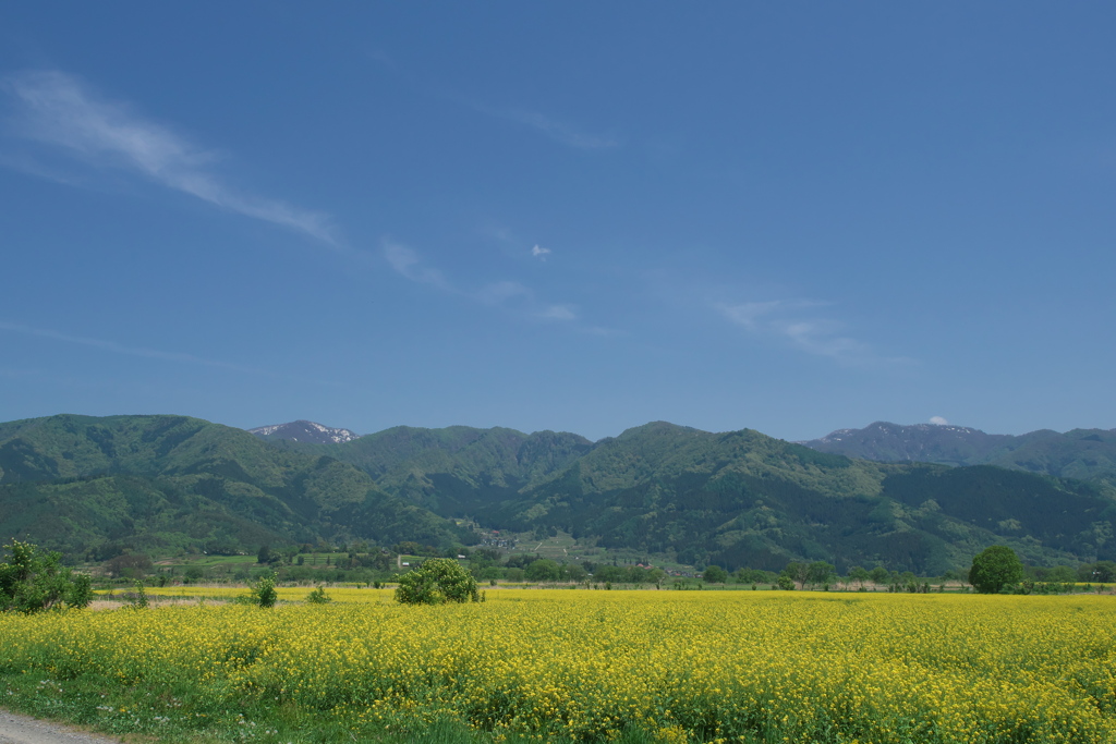 2019 飯山市 菜の花の季節 (2)