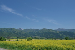 2019 飯山市 菜の花の季節 (2)