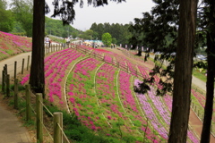 2017 群馬みさと芝桜公園 (8)