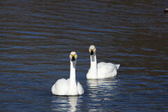 犀川白鳥湖の白鳥を撮ってみた (2)