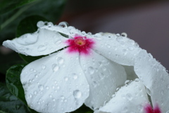 雨を抱えた日日草